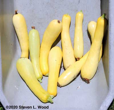 More yellow squash