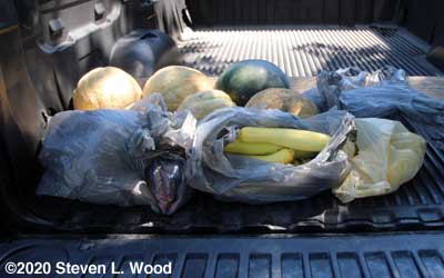 Yellow squash, melons, and grape tomatoes for the food bank