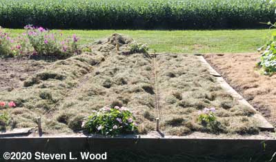 Mulched main raised bed