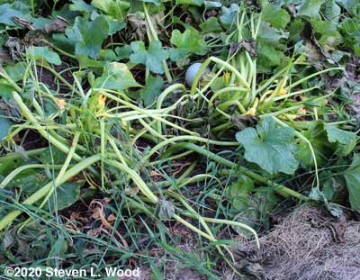 Collapsed yellow squash plant