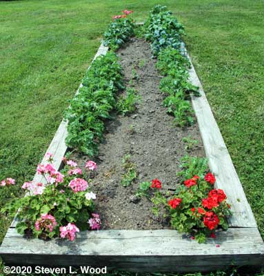 Kale rows