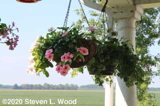 Pretty vinca on back porch