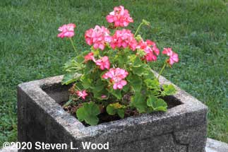 Pink geranium in planter over unused cistern
