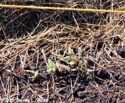 Clumps of beets emerging