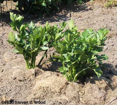 Celery
