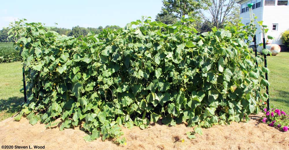 Japanese Long Pickling cucumber vines