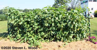 Japanese Long Pickling cucumber vines