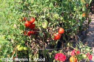 Earlirouge tomato plants finally producing good fruit