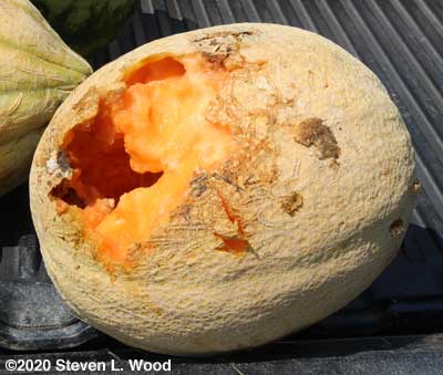Raccoon damaged cantaloupe