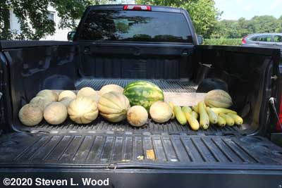 Produce for the food bank