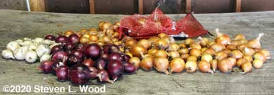 Onions with tops trimmed off