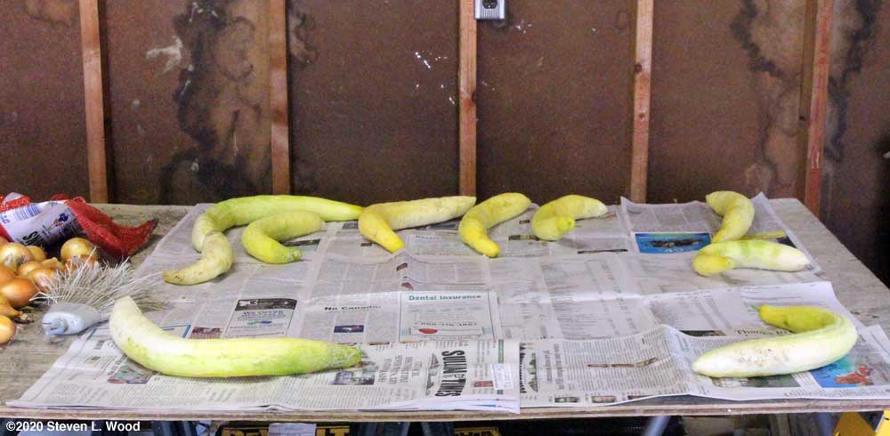 Cucumbers for seed on our drying/curing table