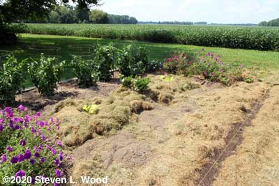 Squash transplanted and mulched