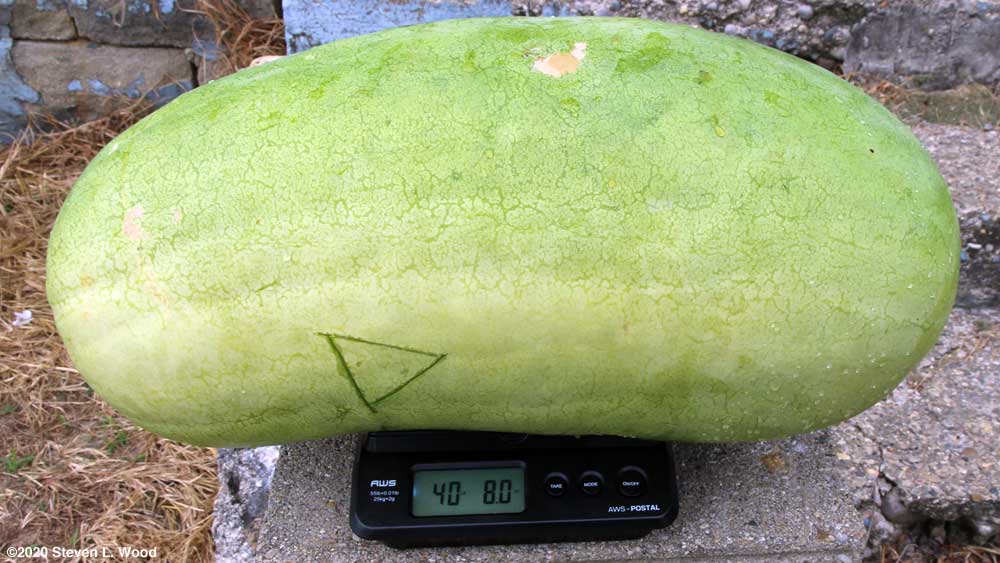 Forty pound Ali Baba melon