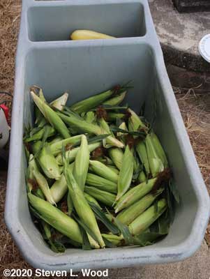 Six dozen plus ears of sweet corn