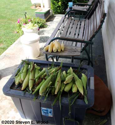 Shucking and silking corn on the back porch