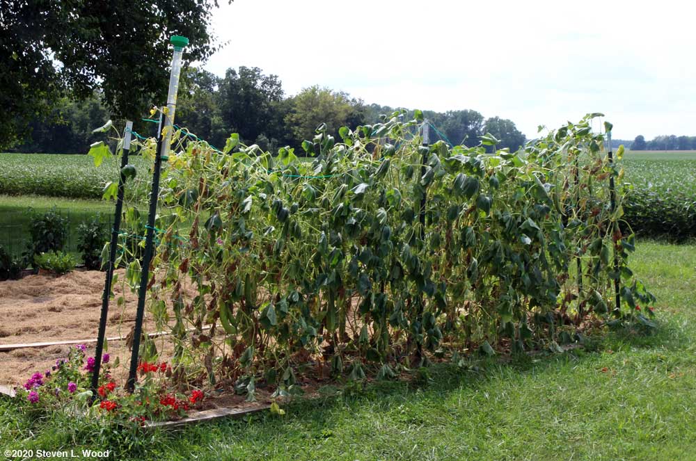 Wilted Japanese Long Pickling cucumber vines