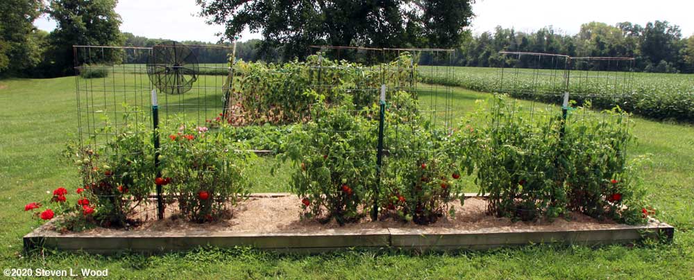 Earlirouge tomato plants - August 29, 2020