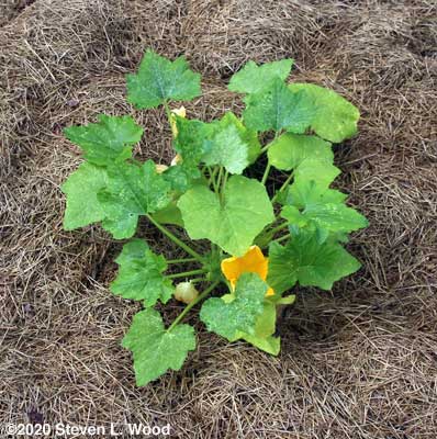 New yellow squash plant blooming