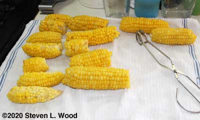 One last picking of sweet corn