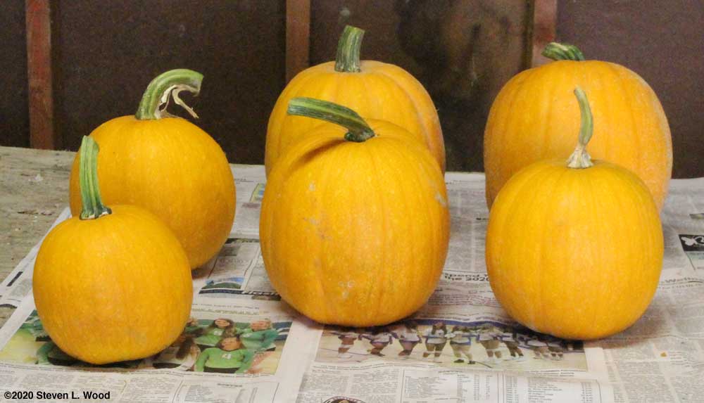 Small, early ripening pumpkins
