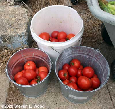 Picked tomatoes