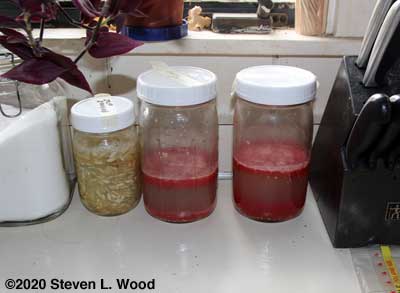 Saved cucumber and tomato seed fermenting in jars