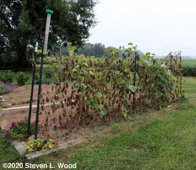 Spent cucumber vines