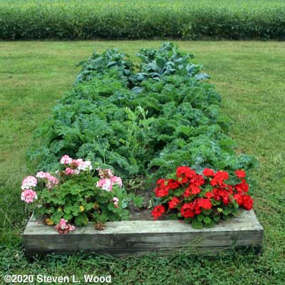 Kale bed