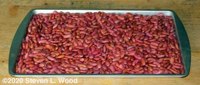 First batch of kidney beans shelled