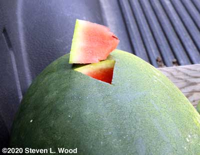 Watermelon plugged to assess ripeness