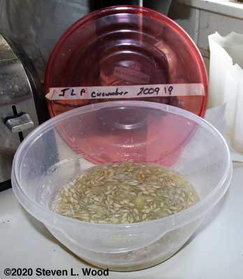 JLP cucumbers in bowl for fermentaion