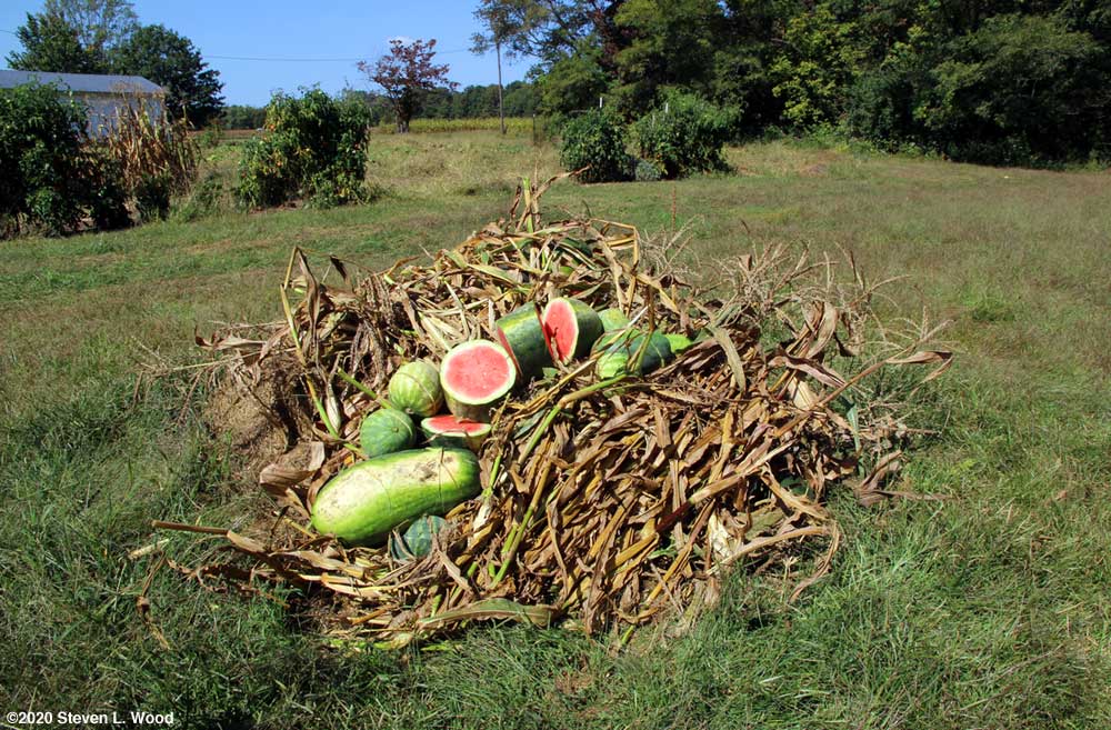 Our fall compost pile