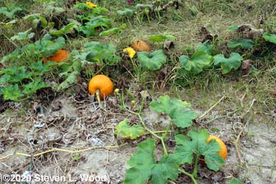 Small pumpkins on the vine