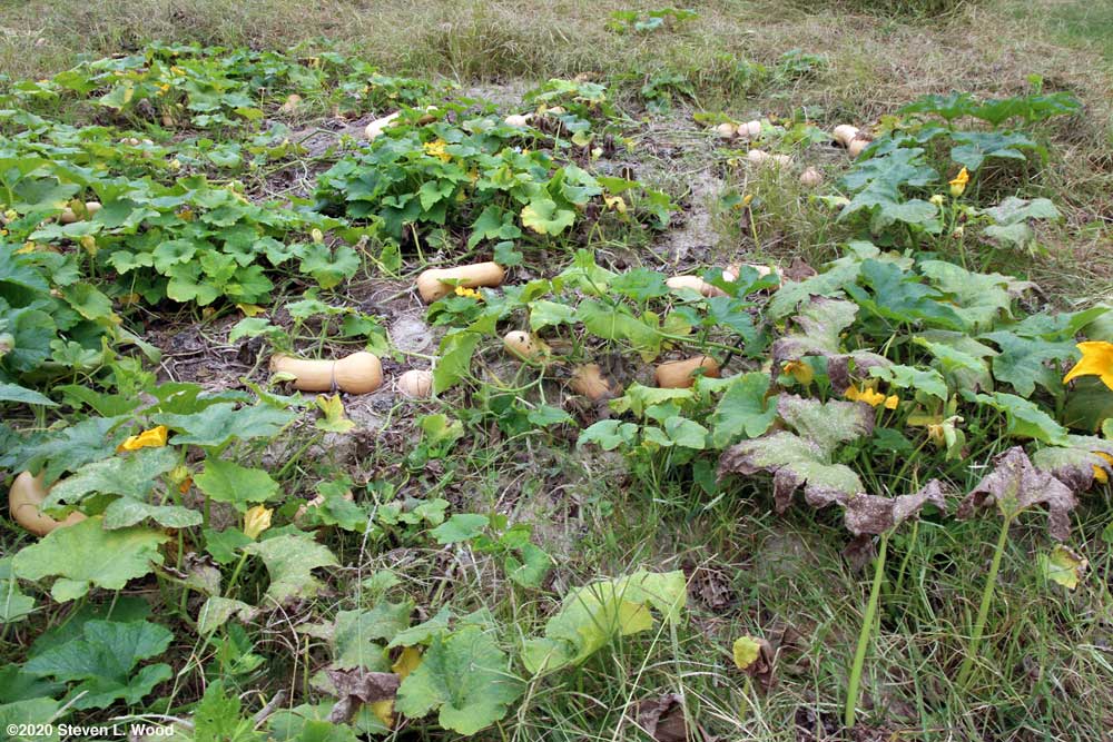 Butternut squash almost ready to pick