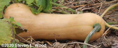 Long necked butternut squash