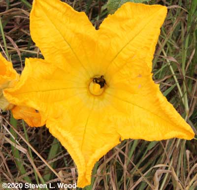 Pumpkin bloom