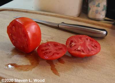 Cutting tomatoes for seed saving