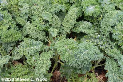 Kale