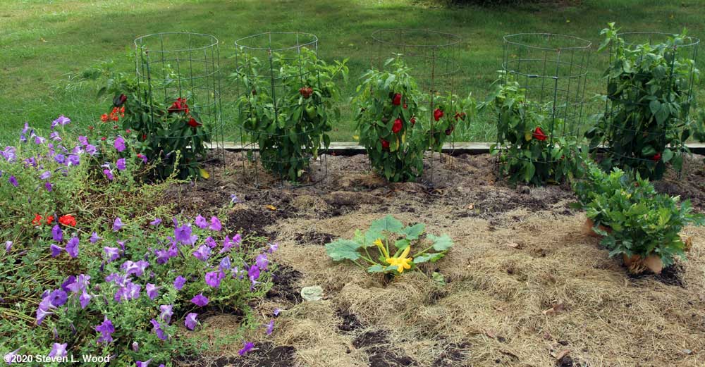 Pepper plants ready for picking