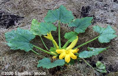 Young Slick Pik squash plant in the fall