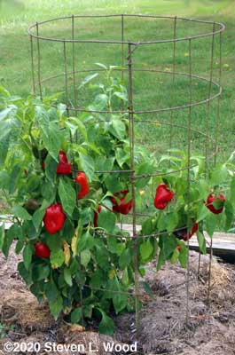 Another loaded Earliest Red Sweet pepper plant