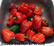 Washing peppers in sink
