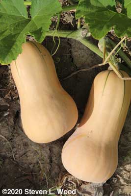 Underripe butternuts (note green lines)