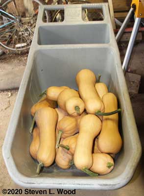 Cart of butternut squash