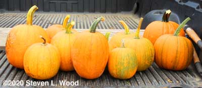 The last of our pumpkins