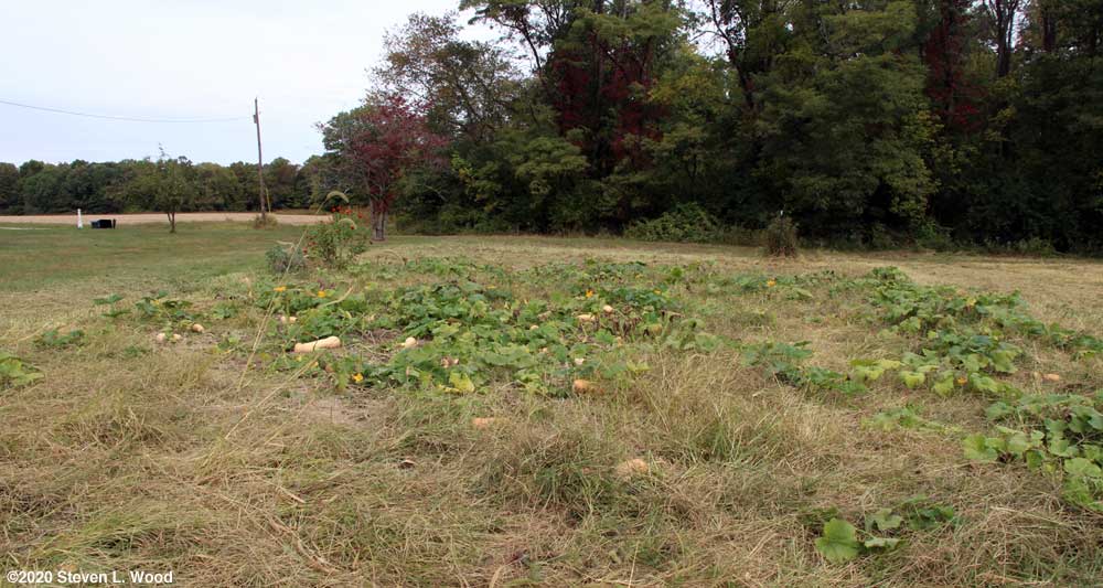 Lots of butternut squash remaining in the field