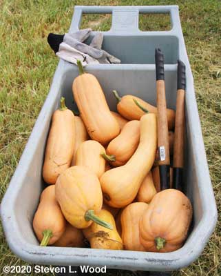 Butternut squash in garden cart