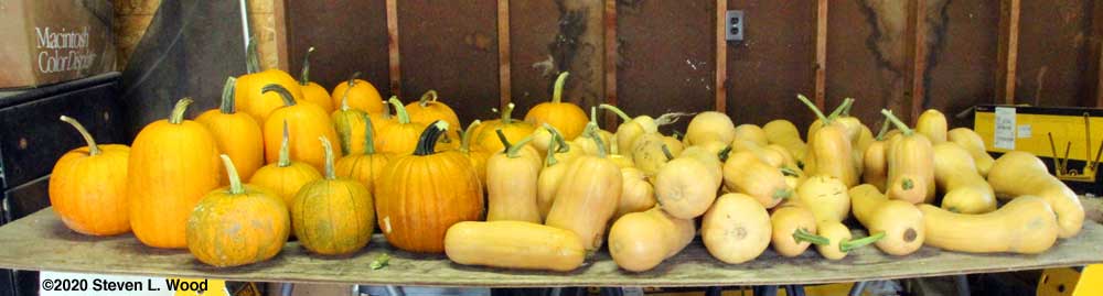 Pumpkins and butternut squash on curing table