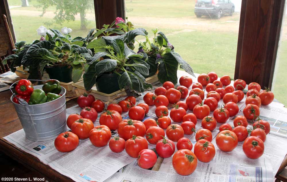 Tomatoes ripening on dining room table